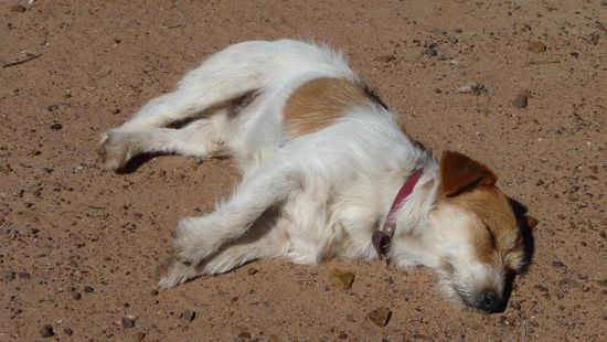 Rocky das Winery-Maskottchen...ein Langhaar-Jack-Russell-Terrier, der die Eigenarten seiner Rasse perfekt verkörperter - den ganzen Tag wie auf Extasy