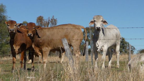 Willkommen beim Glotz-Mal-Blöde-Wettbewerb...die Kuh ganz Rechts hat gewonnen