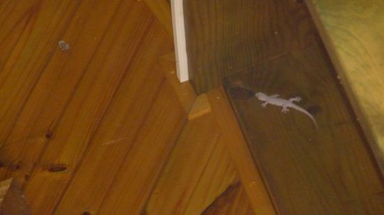 Darf ich vorstellen-der Gecko!