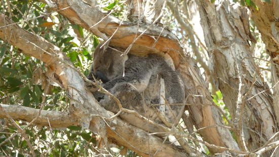 Wer sieht den Koala?