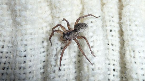 Ein süßes Tierchen, dass es sich an unserem Vorhang bequem gemacht hat!