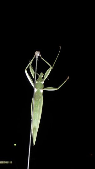 Diesen Riesengrashüpfer haben wir an unserer Autoantenne entdeckt!
