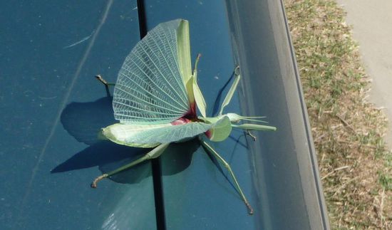 Und am nächsten Morgen saß es immer noch da!