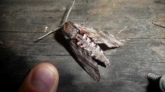 Soetwas saß auch an unserer Tür eines Abends...