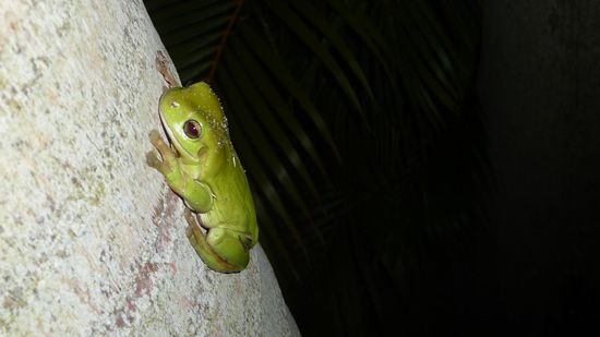 Und dieser Kleine Frosch an einem Baum vor unserer Wohnung.