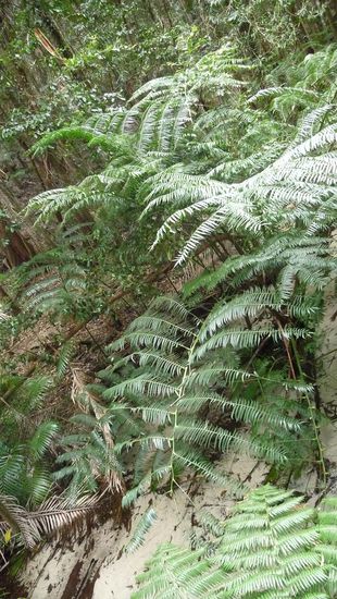 Riesenfarne mit bis zu 7m langen Schwingen