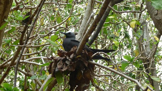 Hier einer der besagten Vögel...