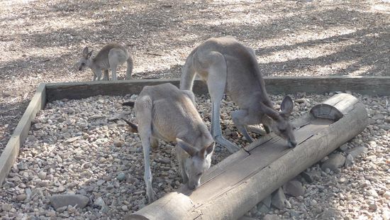 Vor dem Office konnten wir dann noch frei lebenden Kängurus beobachten. Zum greifen nah…