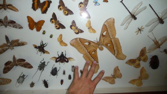 Wahnsinn diese Größe