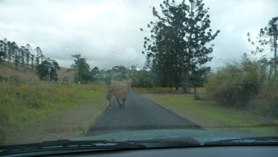 Wir hatten dann aber leider nur da Vergnügen mit einem Pferd!!!