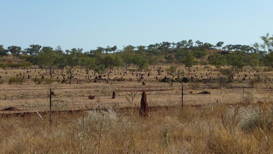 Riesen  Termiten Hügel