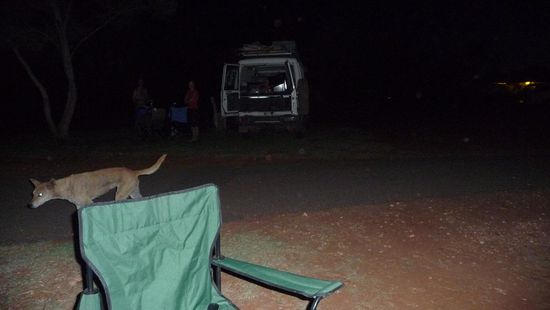 Ein Dingo!!! Diesen sahen wir auf dem Caravanpark...
