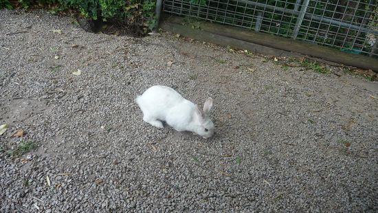 Ein paar süße weiße Hasen auf dem Caravan Park