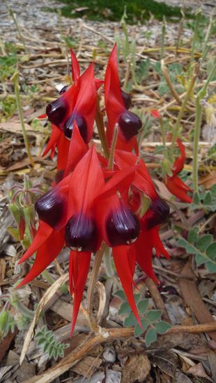 Desert Rose- eine wunderschöne Blume die eigentlich nur hier wächst!