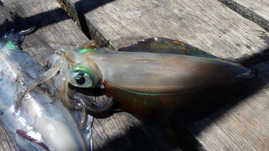 Squid oder Cuttlefish. Als wir über den Jetty liefen, sahen wir dieses Etwas , was hier in Australien sehr gern gegessen wird!