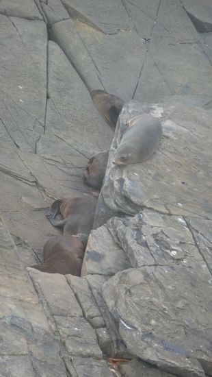 Seelöwen.....genauso faul wie die Seebären