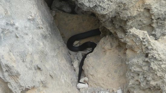 Erst dachten wir sie wäre tot, denn nach wir warfen einige Stein nach ihr und nix bewegte sich...als wir aber näher kamen wollte sie dann doch ganz schnell weg....zum Glück,denn es ist mit eine der giftigsten Schlangen auf der Insel