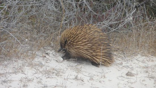 Enchidna-Stachelschwein