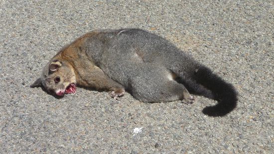 Auch mal weniger lebendig (Ey Opossum, glotz mal blöde)….