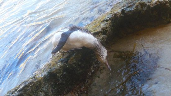 dieser Pinguin war leider auch schon tod, aber so lies er sich wenigstens gut fotografieren…