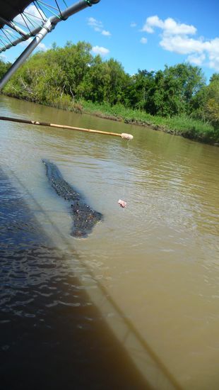 Jumping Crocs  auf dem Adelaide River– ein echtes Highlight auf der Tour