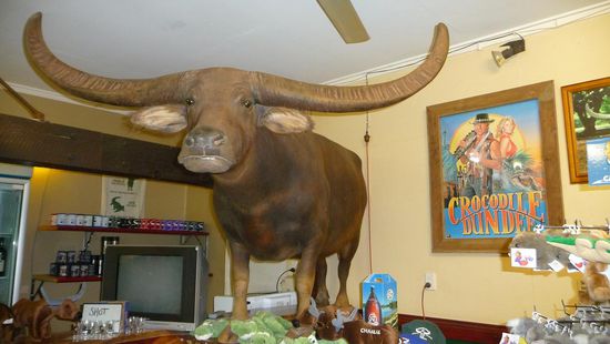 Charlie der Filmstar-Wasserbüffel aus „Crodile Dundee"