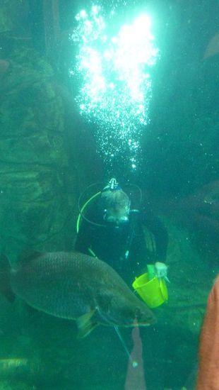 da wurden die riesen Baramundis gefüttert....