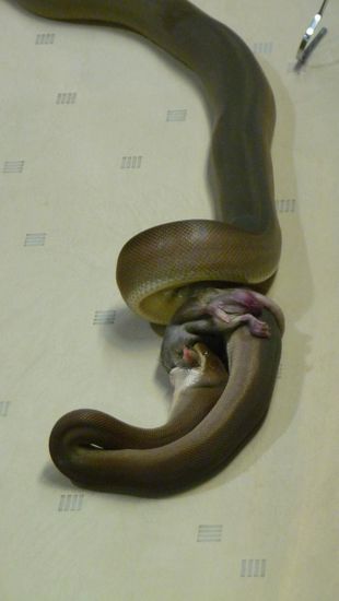 Und zum Schluss, waren wir noch hautnah bei einer Schlangenfütterung dabei....Auf dem Menü standen zwei schon tote Ratten....