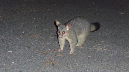 Unsere erste Bekanntschaft mit der einheimischen Fauna - ein...ähm..keine Ahnung - jedenfalls kein Koala, oder?