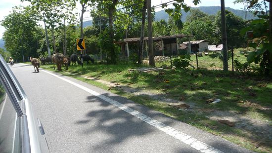 Wir mussten immer mal den ganzen Kühen, die hier einfach so frie rumm laufen, ausweichen.....