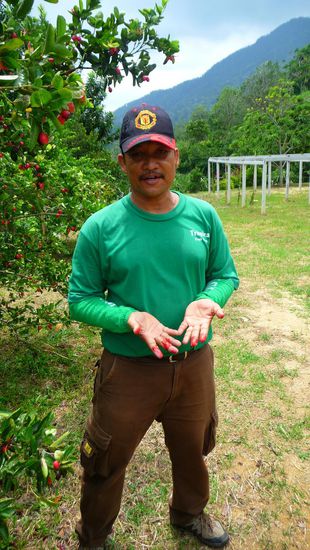 Er demonstriert wie farbintensiv eine Art Wildkirsche ist....