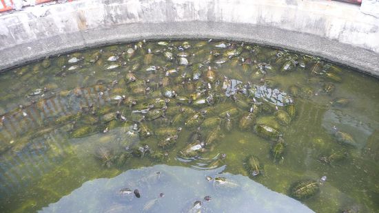 Turtle Soup – eine wahre Schildkrötensuppe. Heilige Tiere  für die Buddhisten, wegen der lagen Lebenszeit und dennoch gelten sie auch als Delikatesse