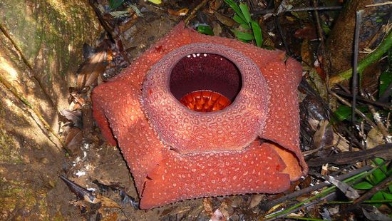 Rafflesia