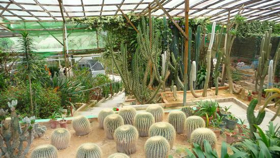 auch Kakteen gab es zu sehen...