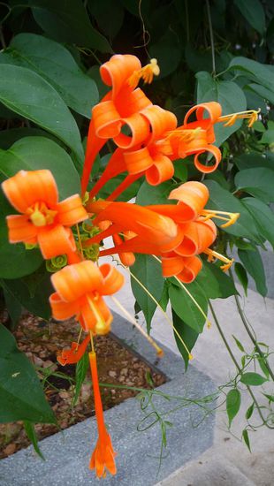 ...und verschiedenste Blumenarten…keine Ahnung wie diese Blume heißt…mal Mutti fragen…???