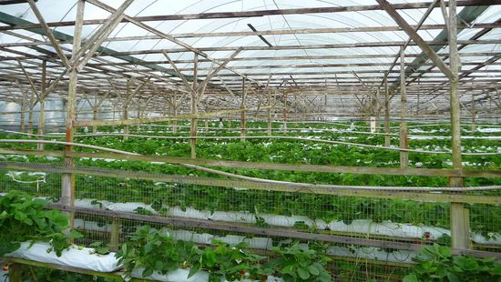 Diese Art schmeckt aber im Vergleich zur Europäischen Spezies etwas saurer….