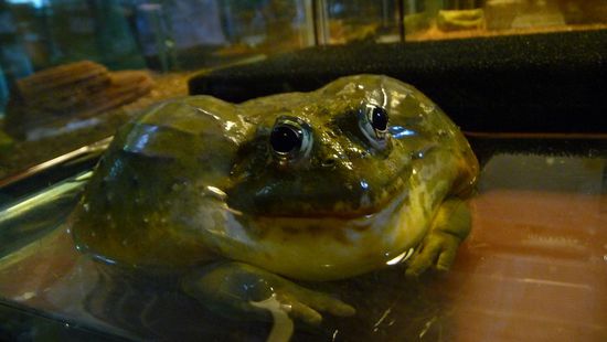 ...so sieht kein normaler Frosch aus?!