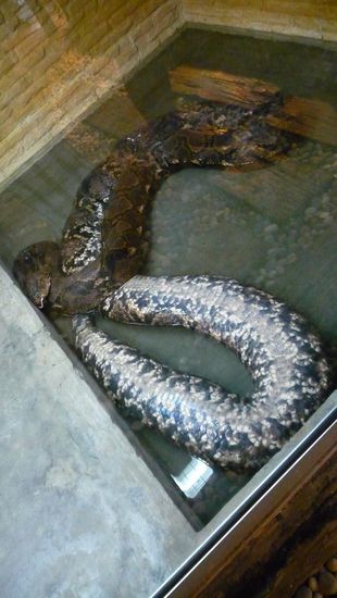 diese Schlange war mega...und sie war echt. Zum Glück hinter einer dicken Glasscheibe!