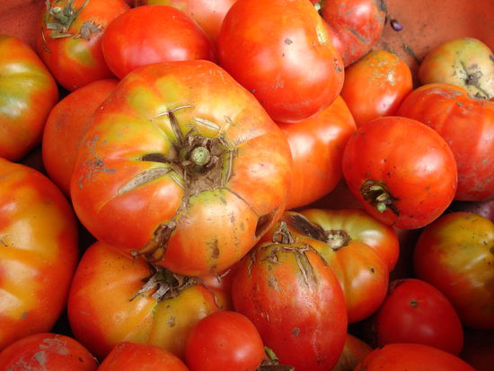 Tomaten aus dem Garten