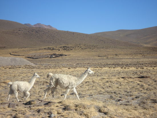 Noch mehr Lamas