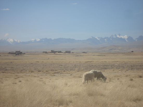 Karge Landschaft mit Schafen