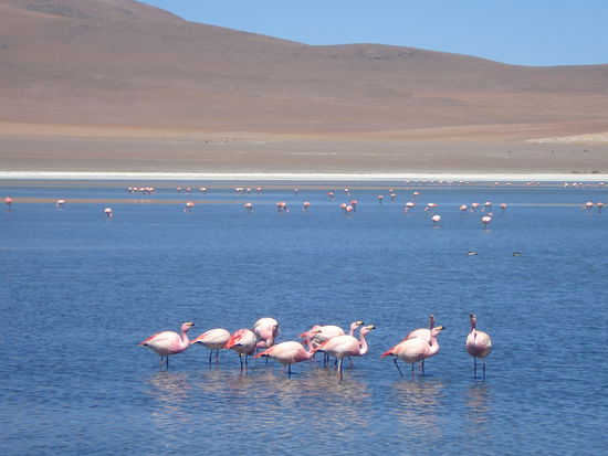Flamingos in einer Lagune