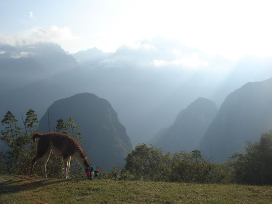 Lama
