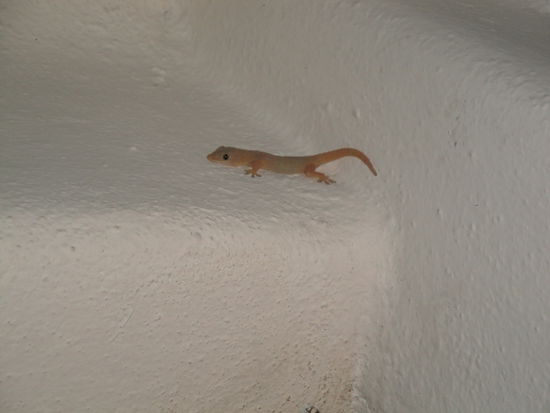 Ein Gecko fuer Elia