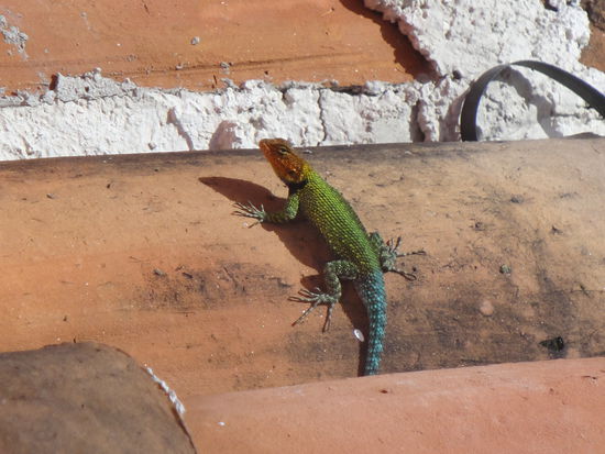 Elia, wie heisst der...? 