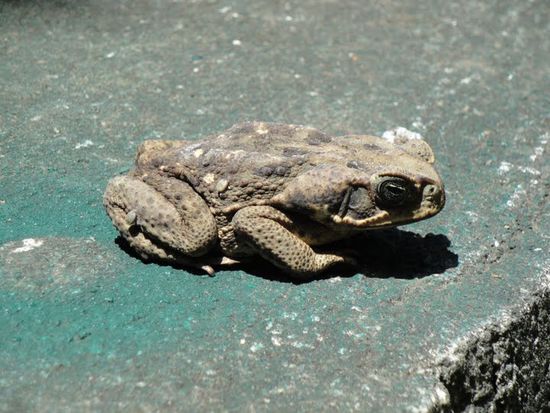 quaaaaaak, einer fuer dich martina 