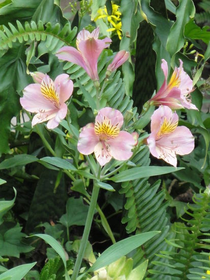 Una flora hermosa...