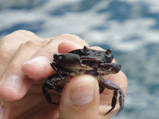 ... dafuer einen Krebs gefangen (liebe Gruesse an Dich Volker )...