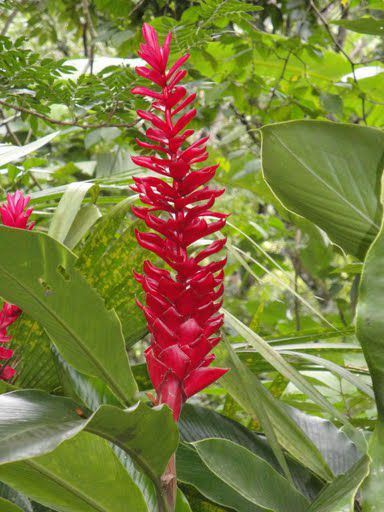 Ein Blumenstrauss fuer Mietz und Sina...