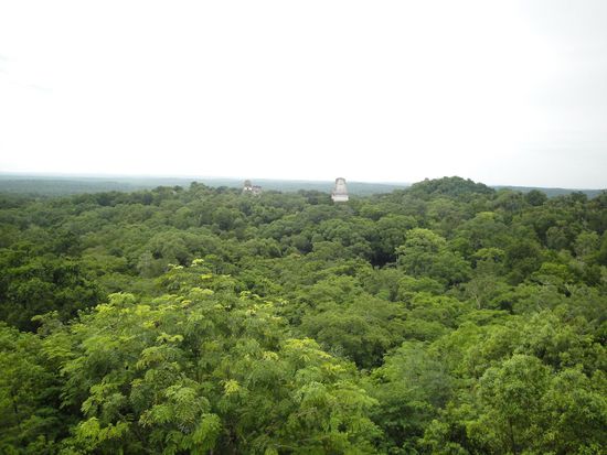 Blick ueber den Urwald und mittendrin die Mayaruinen.